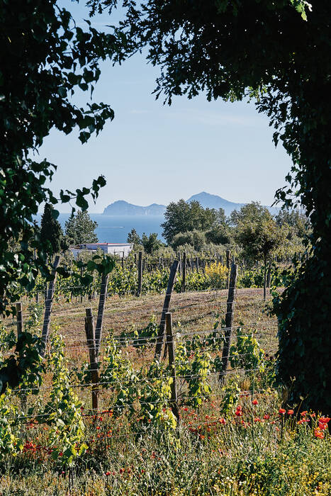 Lacryma Christi DOC - Organic wine Lacryma Christi DOC - Organic wine