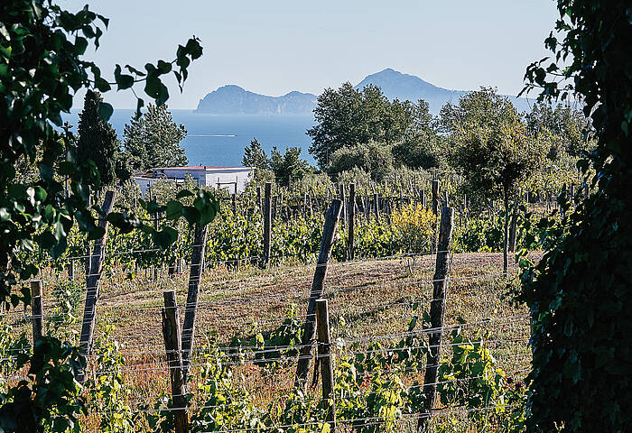 Lacryma Christi DOC - Organic wine Lacryma Christi DOC - Organic wine