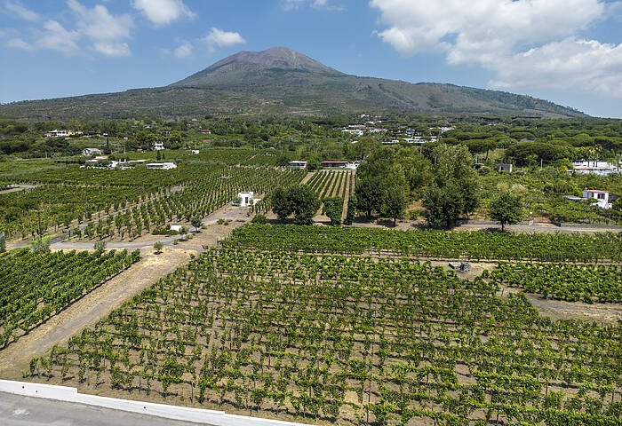 Cantina Del Vesuvio - Vino biologico e organico