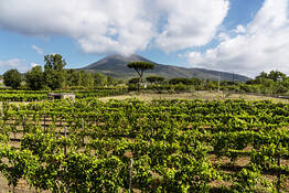 Organic "CLASSIC" Wine Tasting with Lunch on Vesuvius