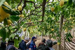 The Path of the Lemons, Rural Life of the Amalfi Coast